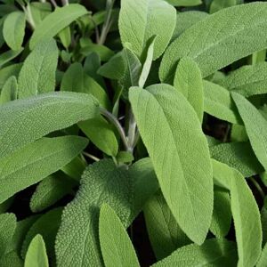 Salvia officinalis ---